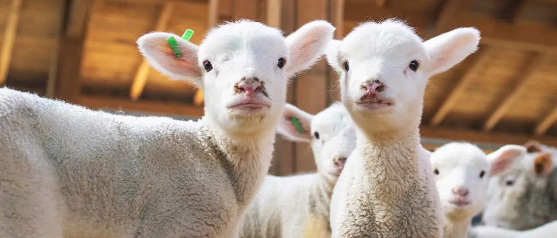 Lambs looking at the camera in a wooden barn