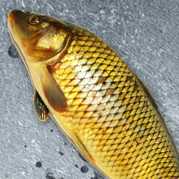 Top view of raw fresh carp fish