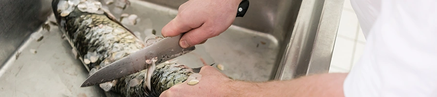 Chef cutting carp fish in kitchen sink