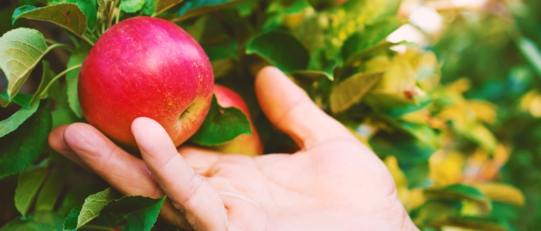 A hand reaching out to an apple