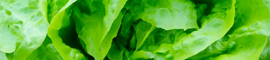 Lettuce