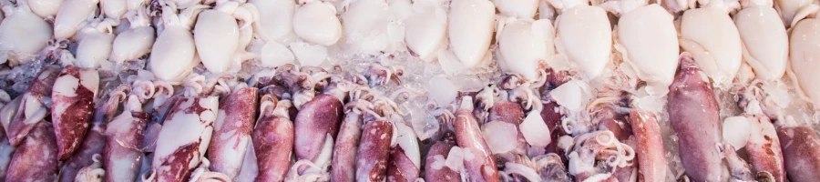 A fresh squids in the market