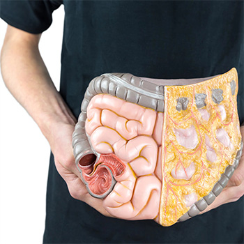 stomach model