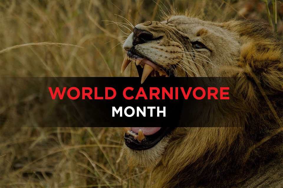 World Carnivore Month Everything You Need to know
