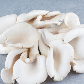 Oyster mushroom on gray background