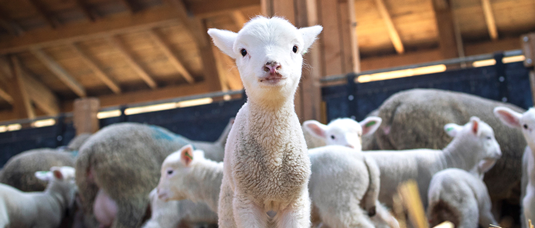 A young lamb in a barn