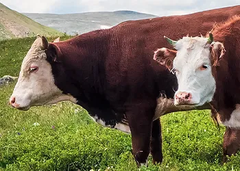 Cattles outside on the grass