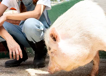 A farmer feeding the pig