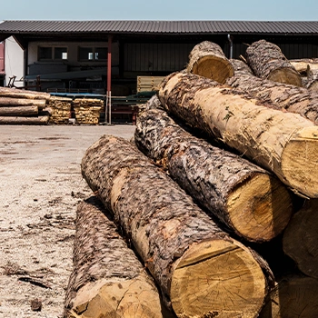 Sawmill logs inside a factory for wood pellets
