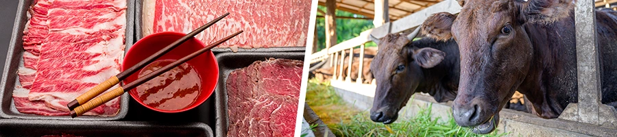 slices of wagyu beef and a wagyu cattle