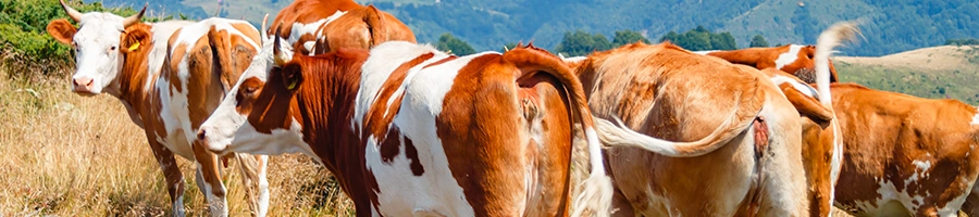 Group of cows outdoors