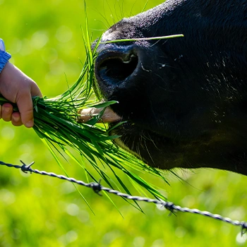 Feeding grass to a black cow