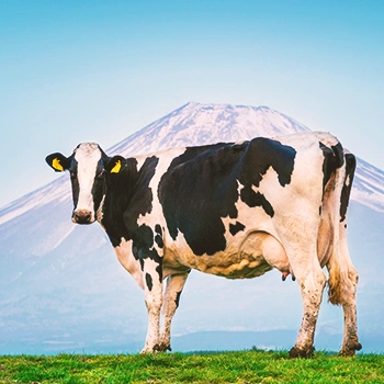 Cow in an open field