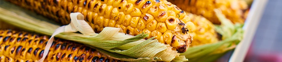 Grilled corns in its husk