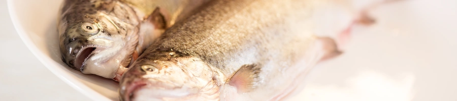 Close up image of two Trout fish on plate