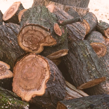 Chopped up wood trunks