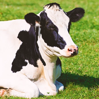 A cow in grasslands