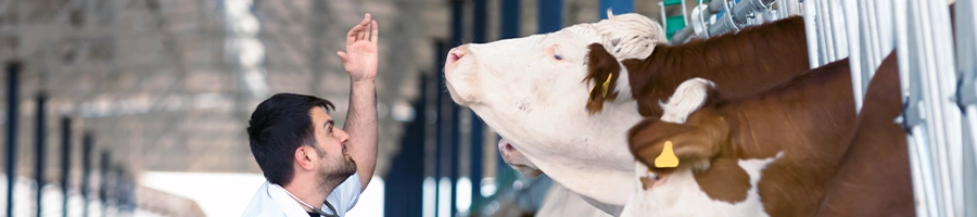 A professional checking up cattle