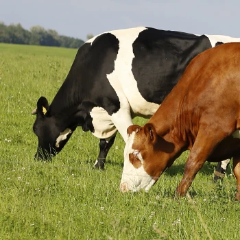 Cows outside the farm