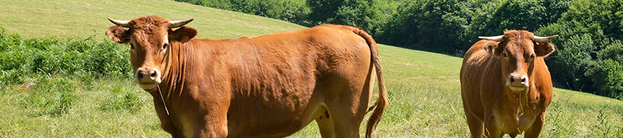 Cattles and cow outdoors