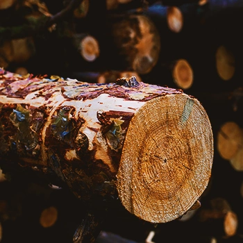 Close up of a wooden log