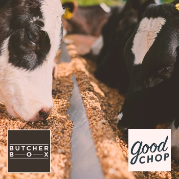 Cows feeding outside with butcherbox and good chop logos