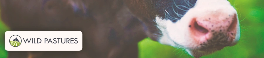 A close up shot of a cow with the Wild Pastures logo