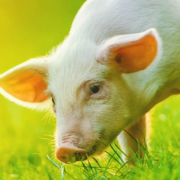 A piglet eating grass