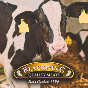 A close up shot of a cow with the blackwing meats logo in front