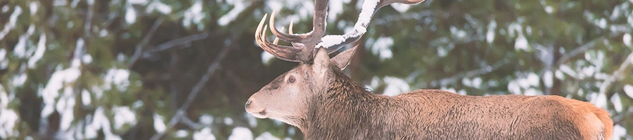 Close up shot of an elk in a forest on winter