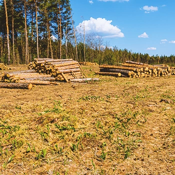 Piles of logs in a barren field