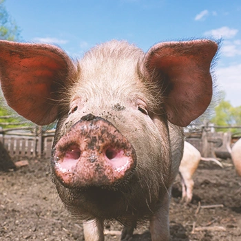Close up shot of a face of a pig