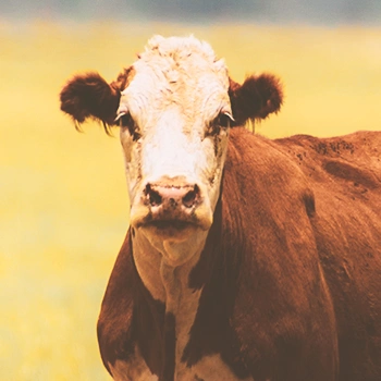 Shot of a cow's face out in the open