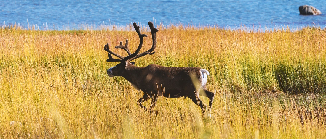 Where to Buy Elk Meat? (11 Best Places & BONUS Recipe)