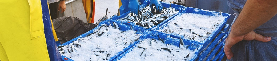 Fishermen sorting fish in boxes