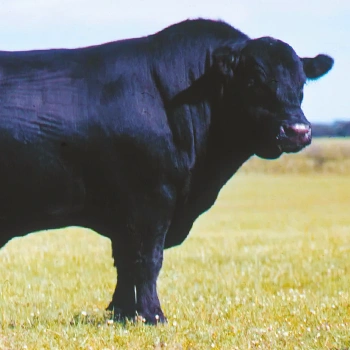A black angus in the field