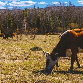 A beef feeding on grass outside