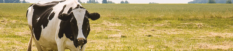 A cow out in the fields