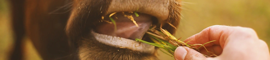 A cow being fed by someone