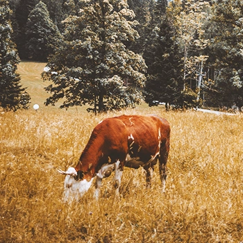 A cow in the field
