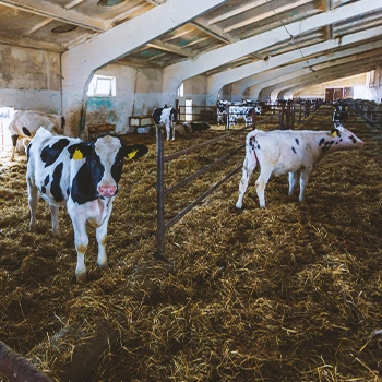 A cow farm with a lot of cows