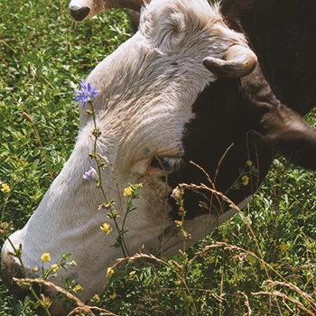 A cattle eating grass