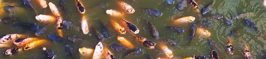 Close up shot of fishes in a fish pond