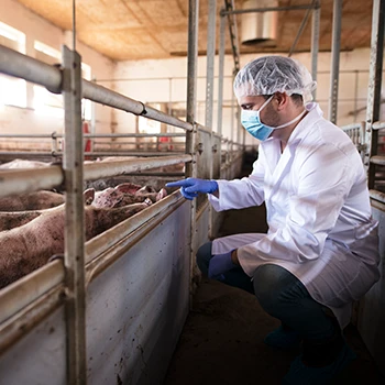 An image of a doctor taming animals on a farm