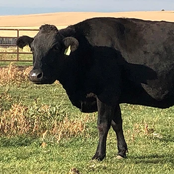 A healthy black cattle as a source of marbled meat