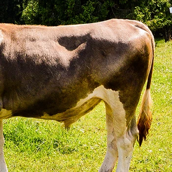 A back of cow where sirloin and filet mignon cut were from