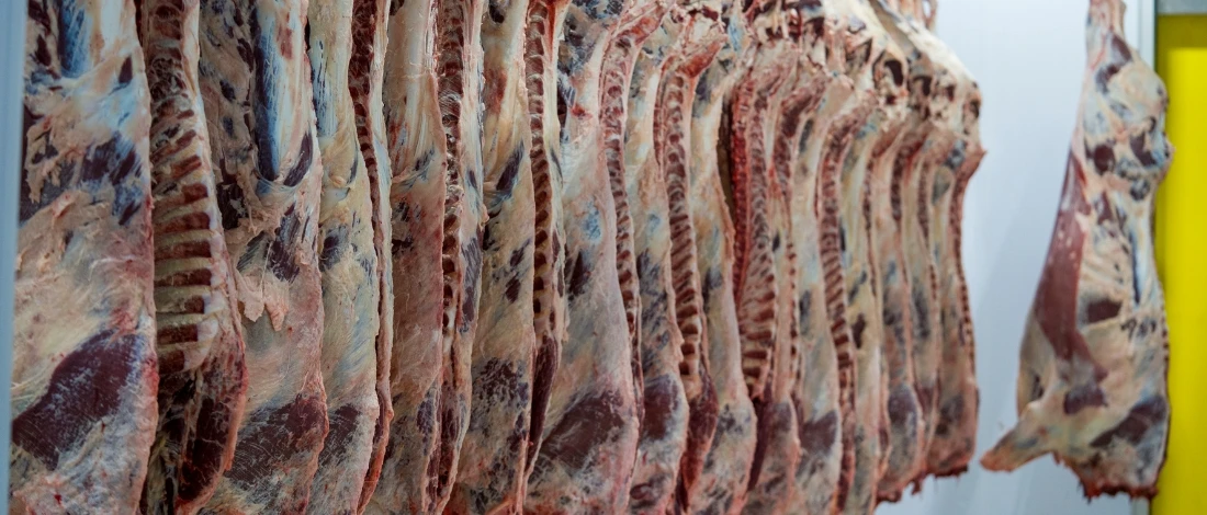 The meats are hanging in a processing facility