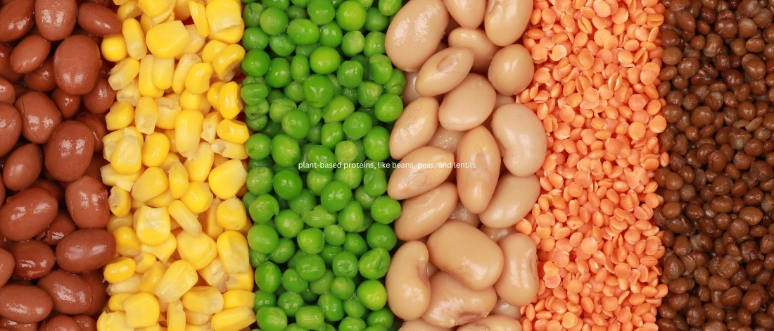 A row of beans, legumes, corns, etc.
