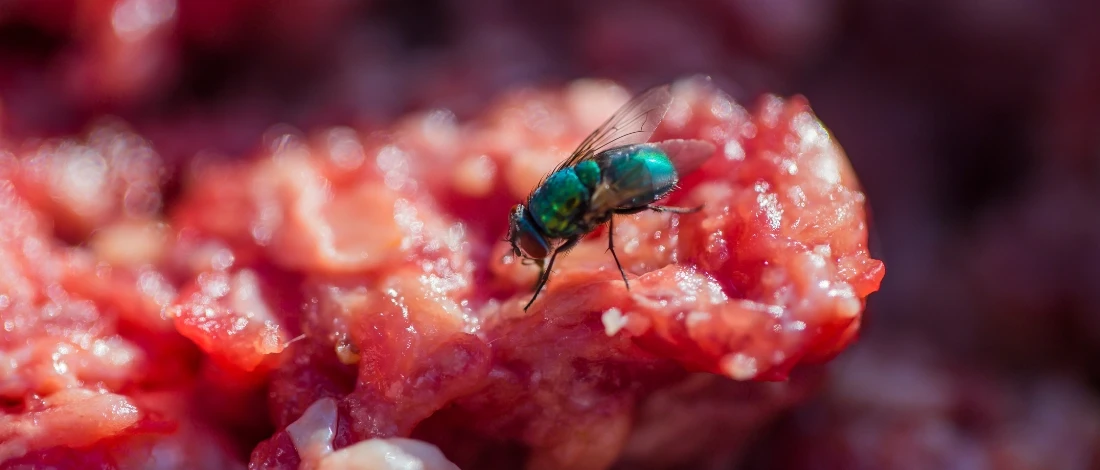 A bug landed on the meat