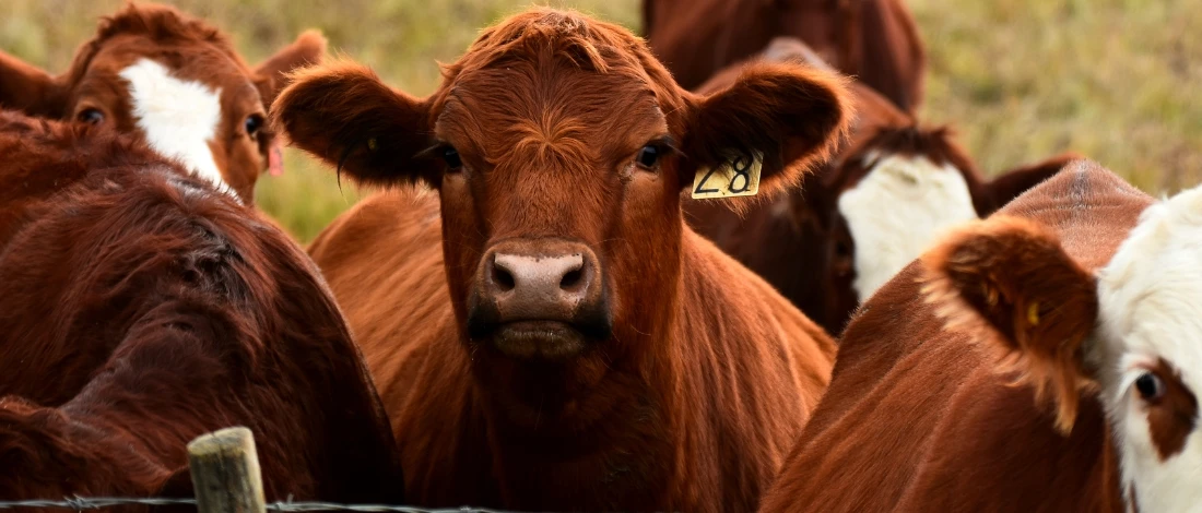 A brown beef cattle in a farm